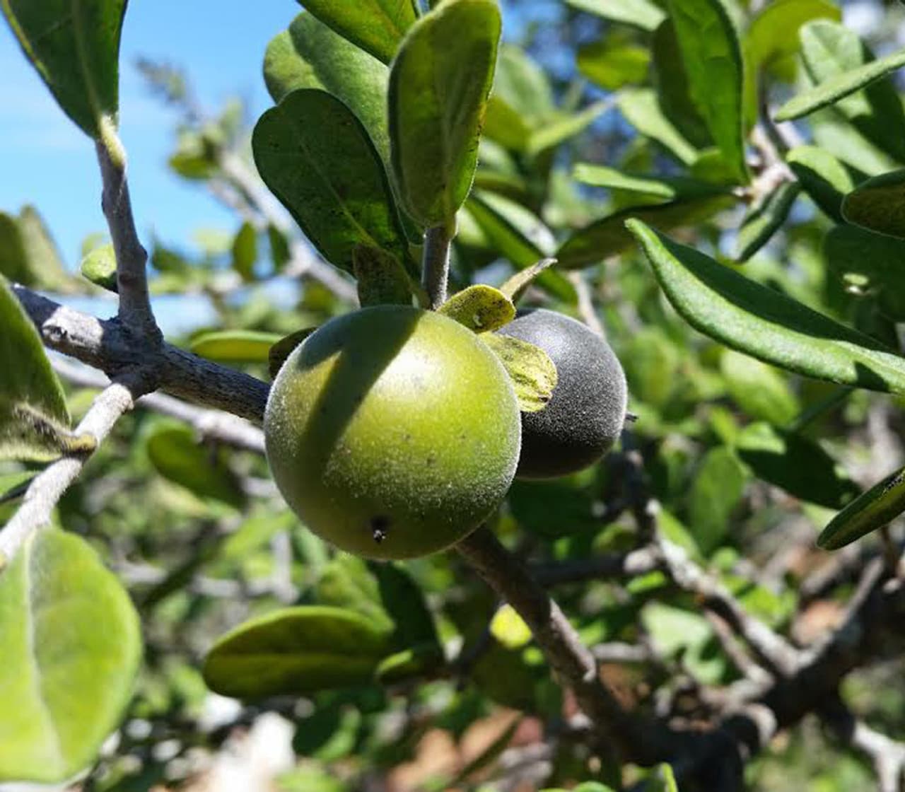 Texas Persimmon Diospyros texana